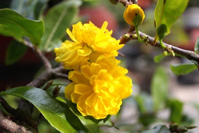 Hoa Mai 05